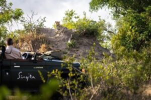 An Eastern African safari with a Jeep and leopard in frame